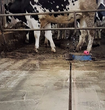 Floor on a barn with concrete groove cut out below a cow